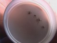 /album/galeria-de-fotos/dengue-jpg/
